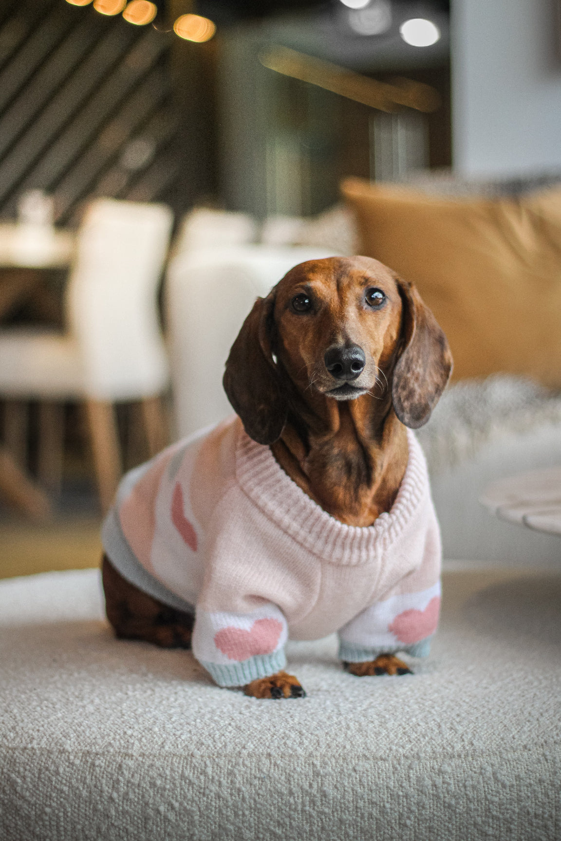 Le tricot pour chien coeur rose