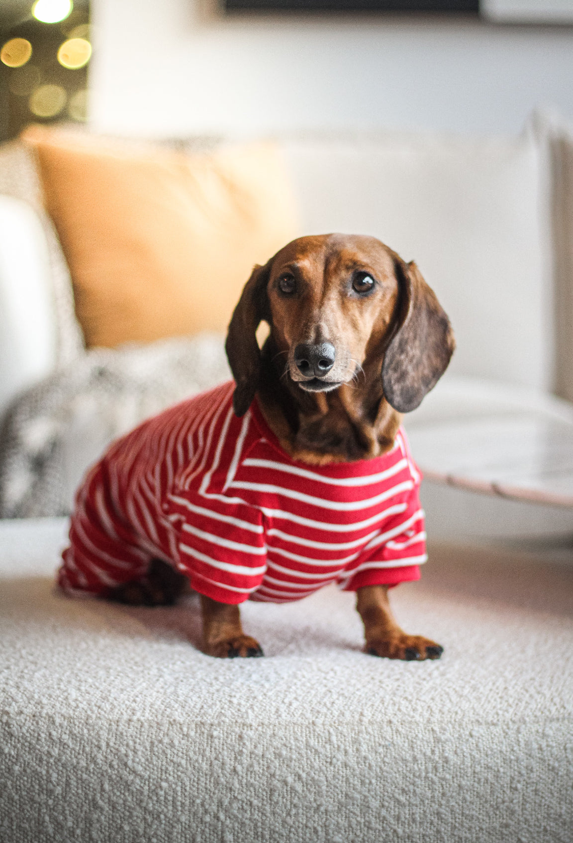 Le pyjama pour chien ligné