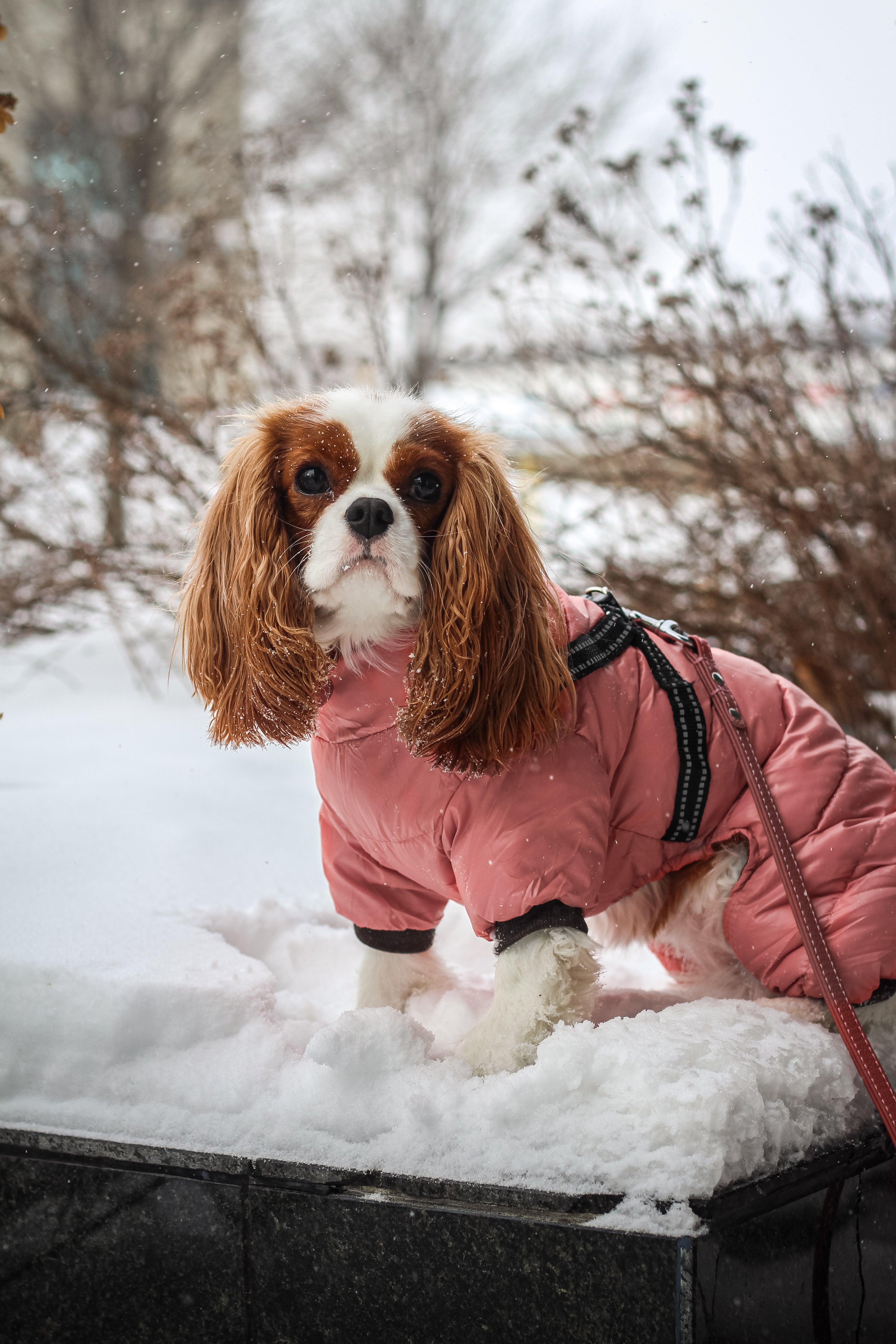 The overall with harness - Pink