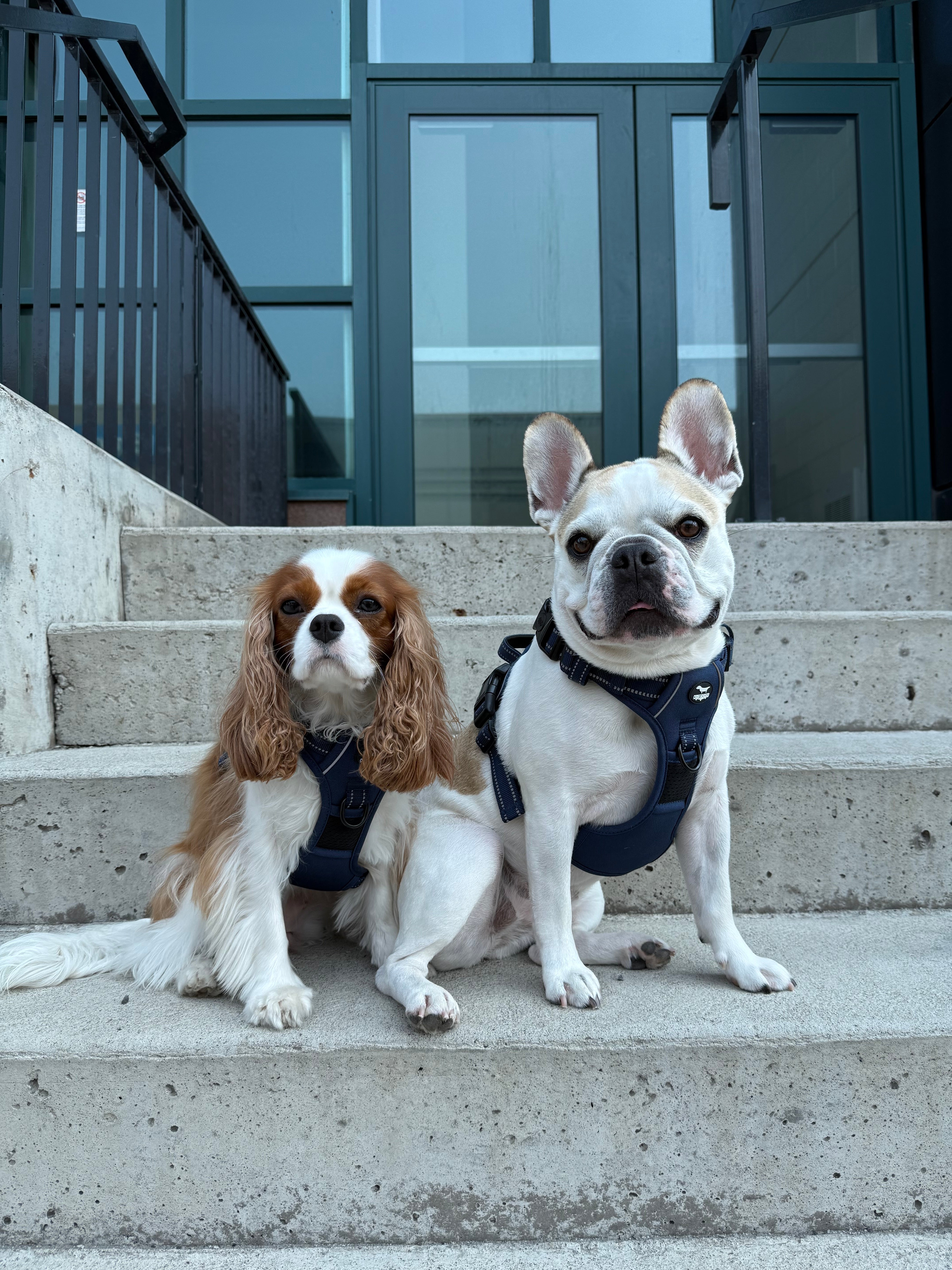SPA X Chien Mondain dog harness