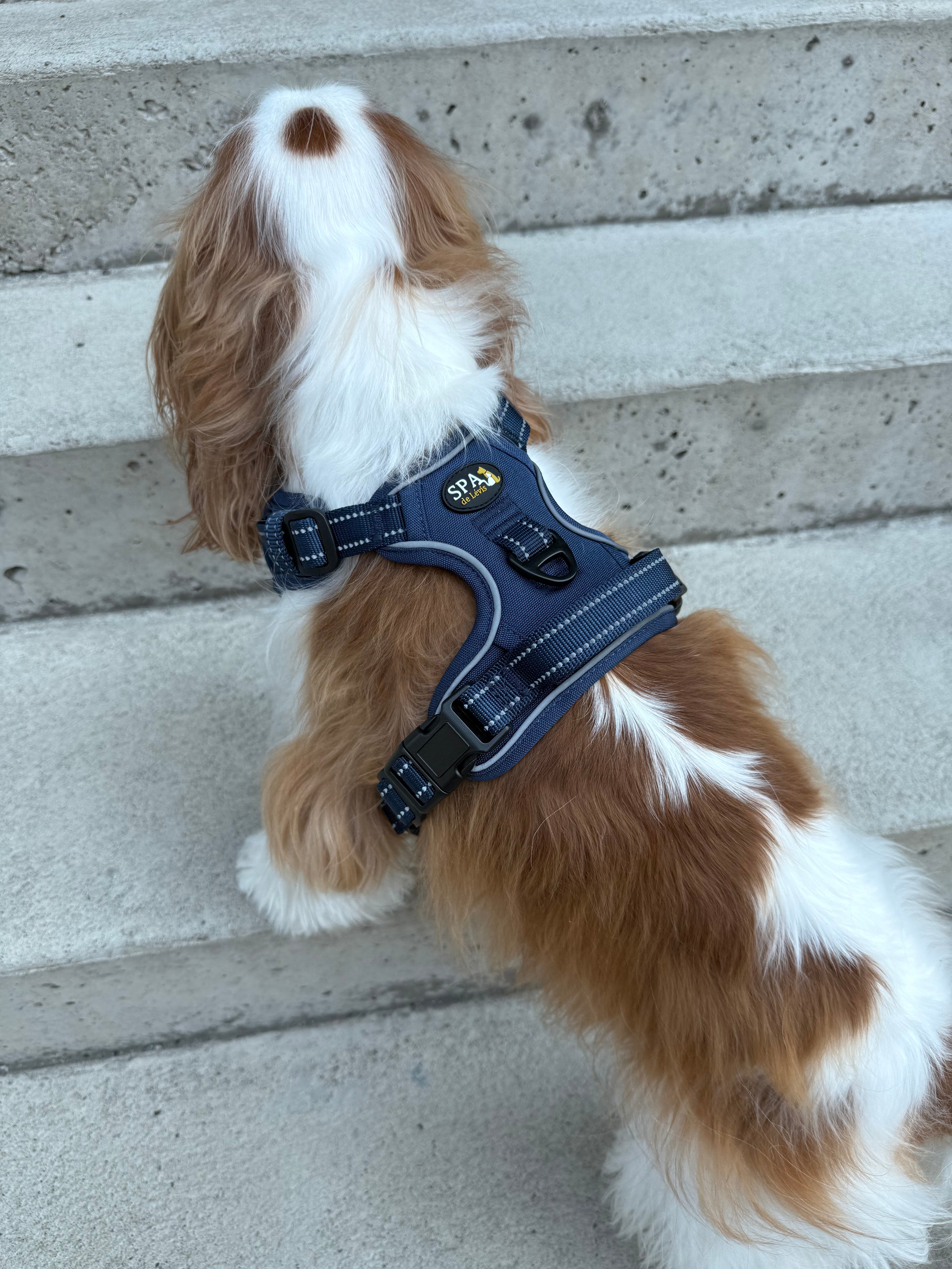 SPA X Chien Mondain dog harness