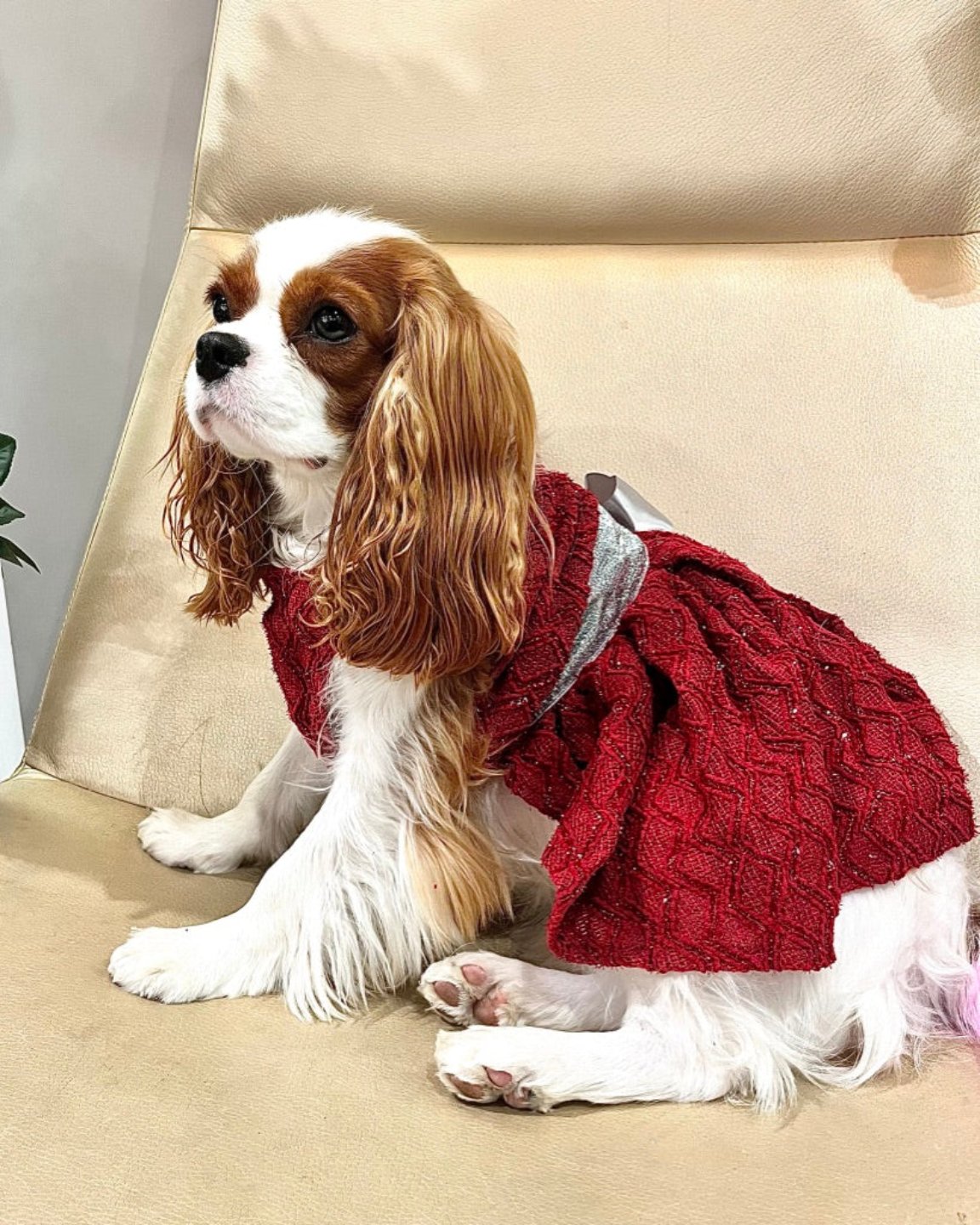 La robe pour chien de Noël rouge