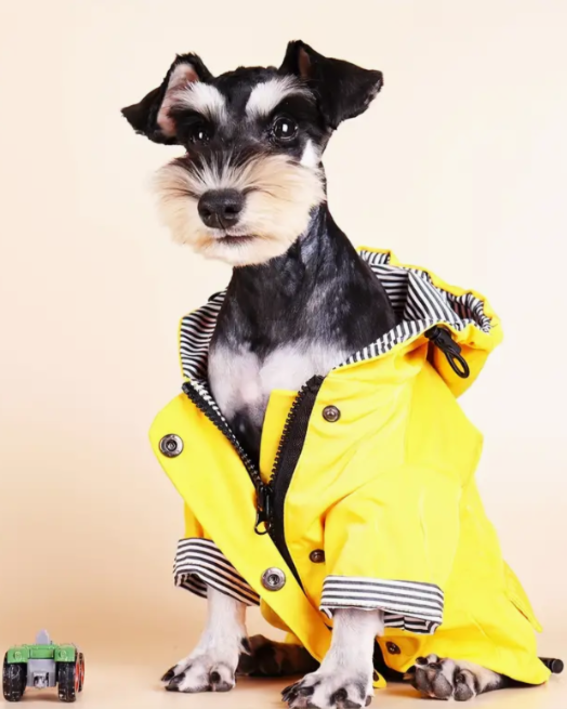 manteau-imperméable-chien-jaune