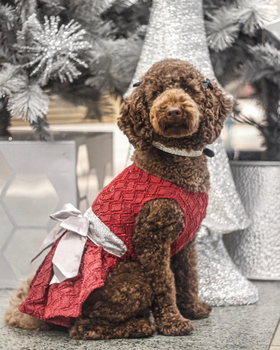 La robe pour chien de Noël rouge