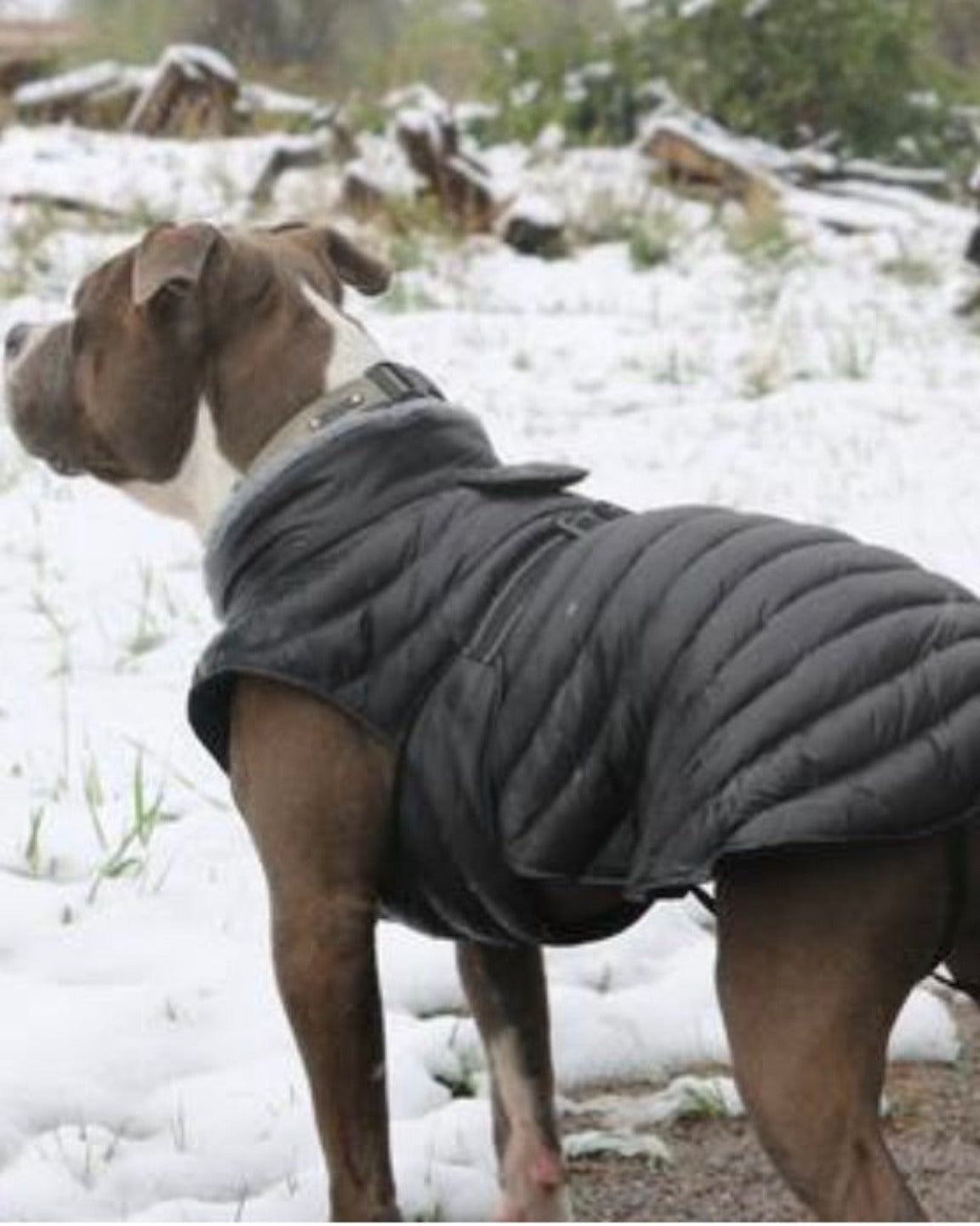 Le manteau pour chien Alpine Extreme