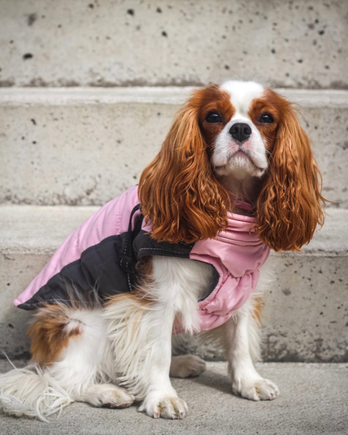 Le manteau pour chien rose et harnais