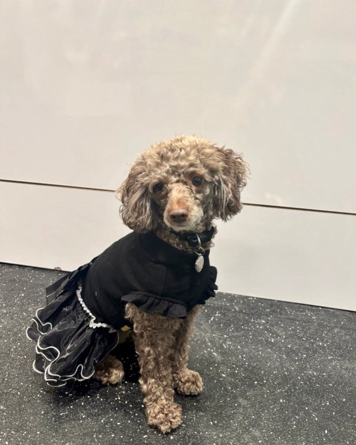 La robe pour chien de soirée noire