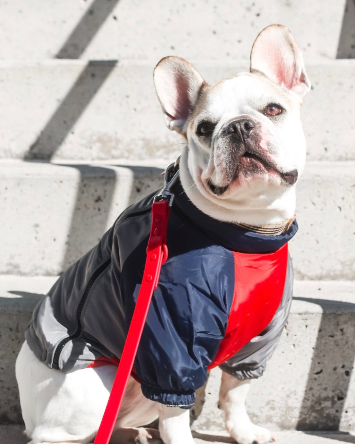 Le manteau pour chien quatre-pattes 2-en-1