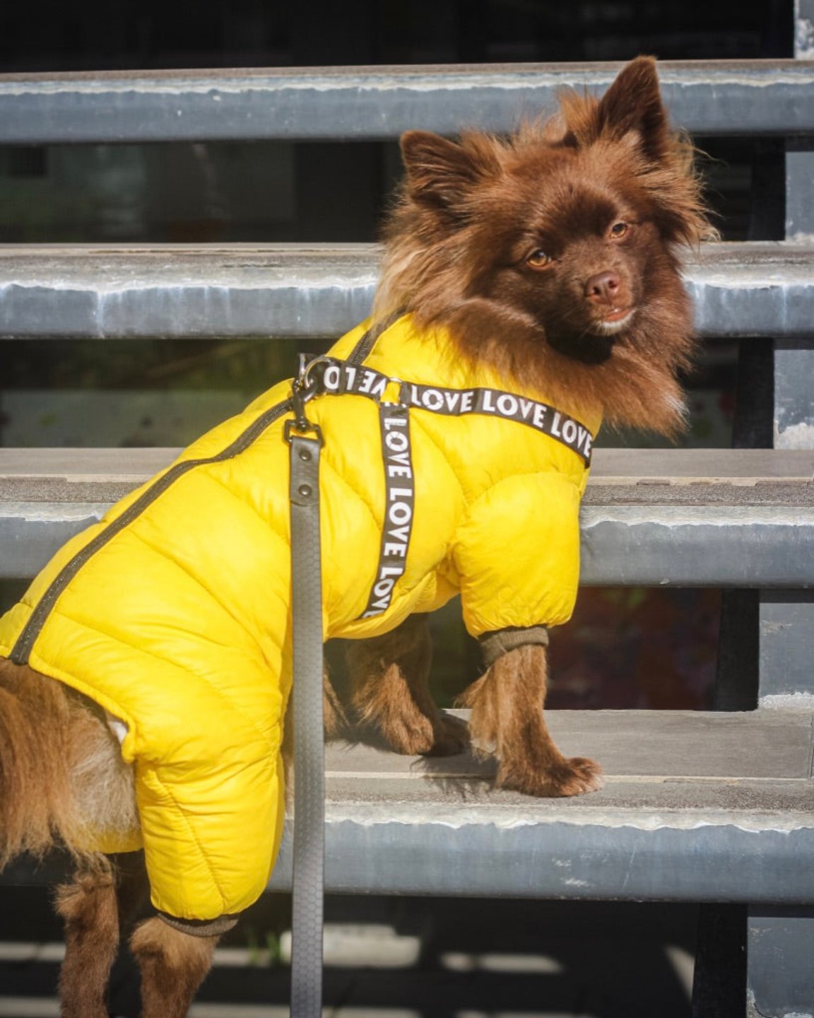 Le manteau pour chien quatre-pattes harnais