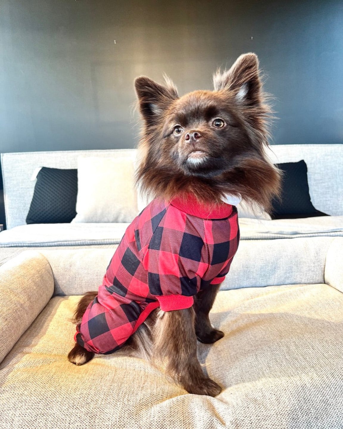 Le pyjama pour chien bûcheron