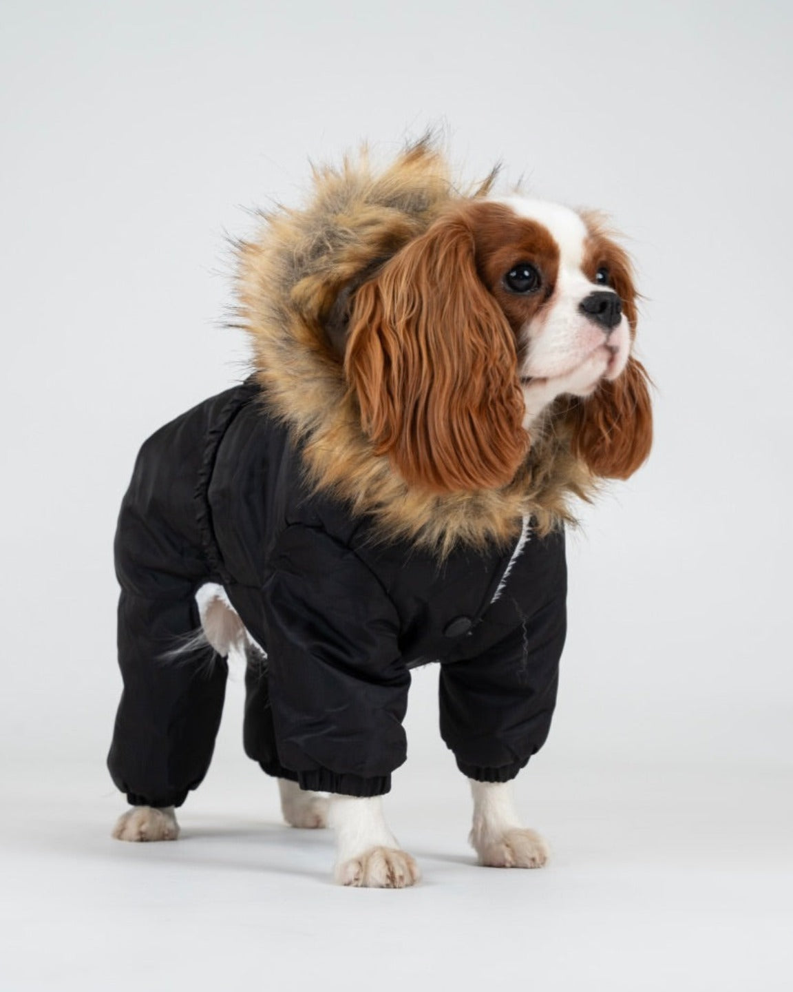 Le manteau pour chien Mondain quatre-pattes