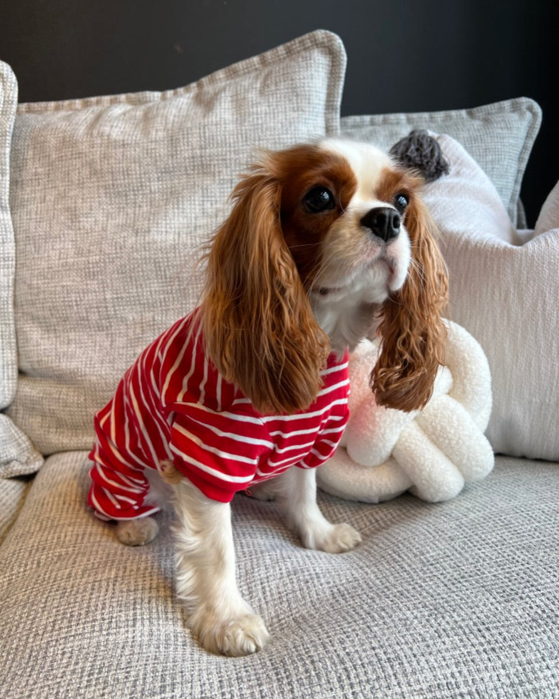 Le pyjama pour chien ligné