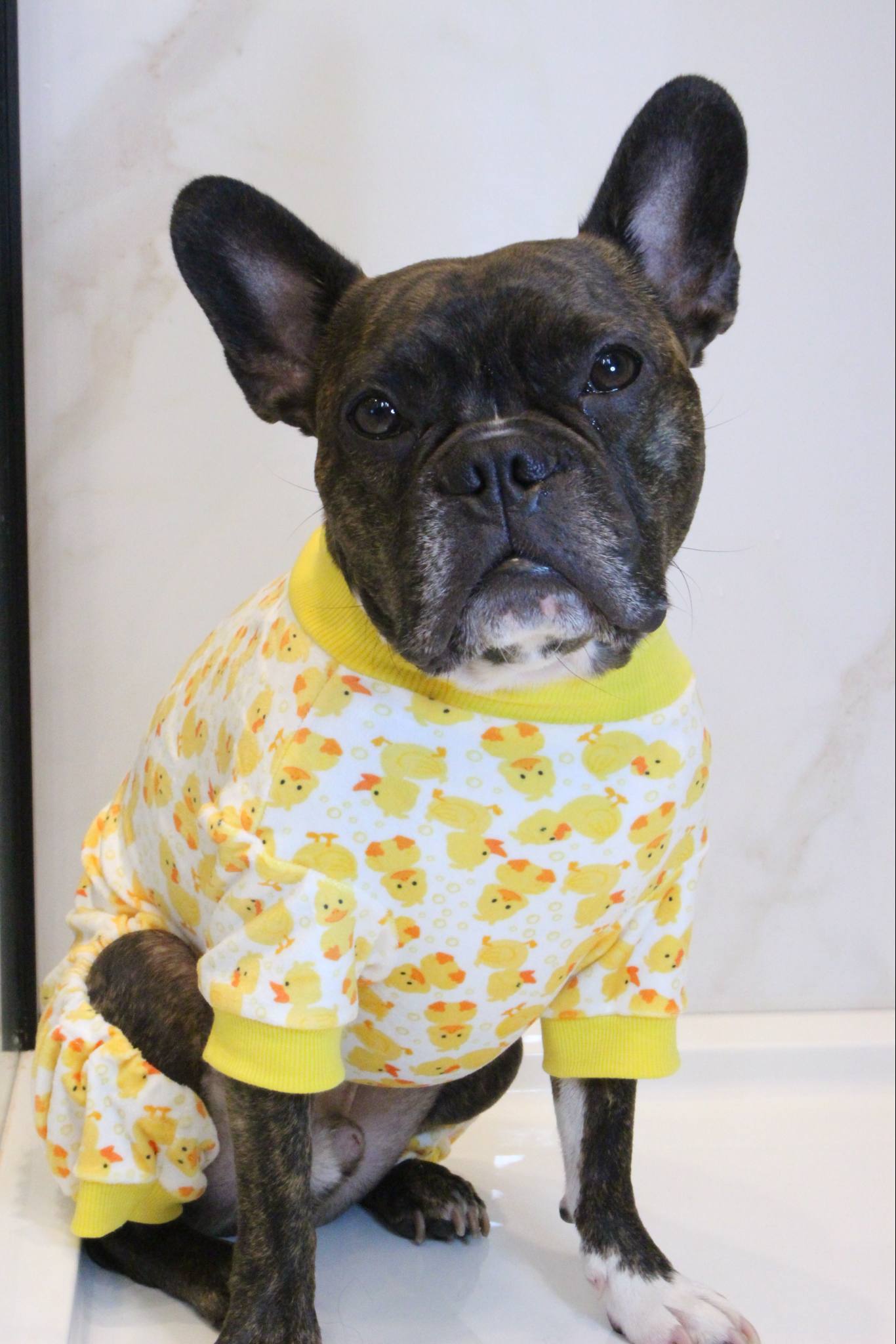 Le pyjama pour chien poussin