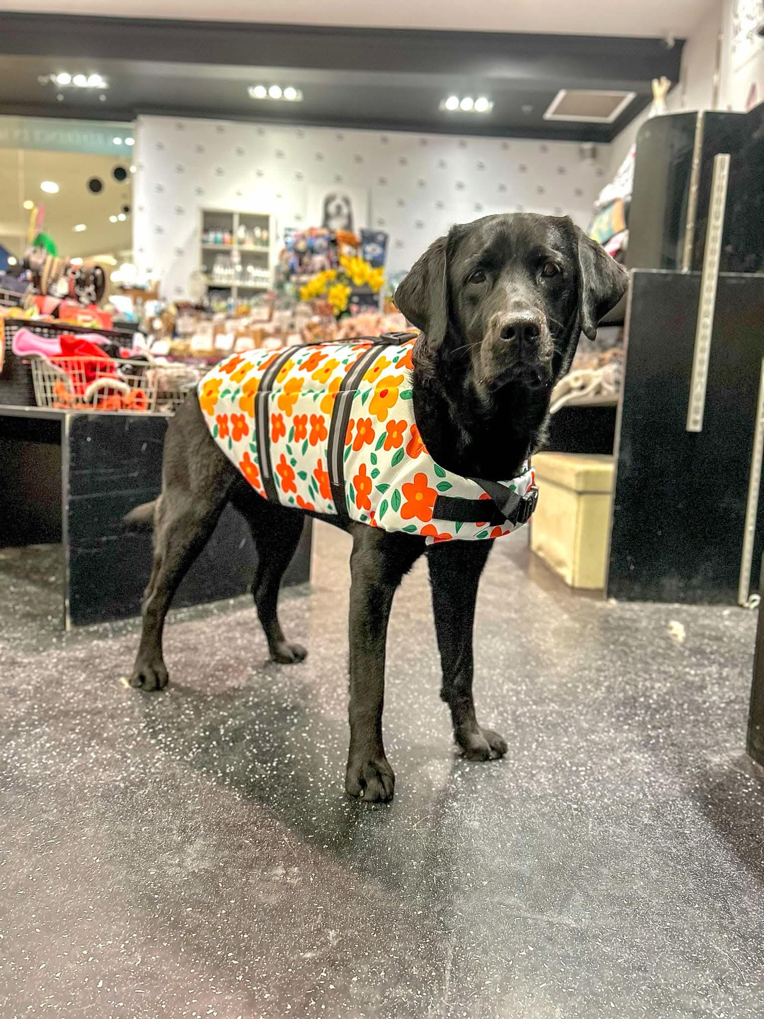 La veste de sauvetage pour chien