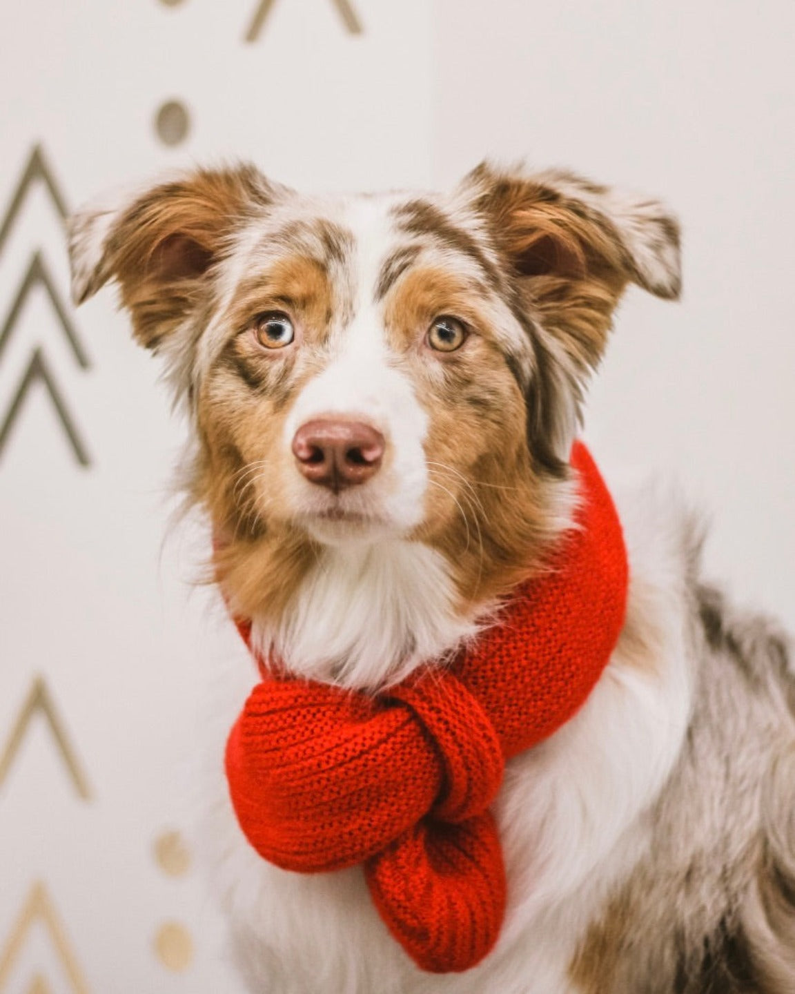 The bow scarf for dogs