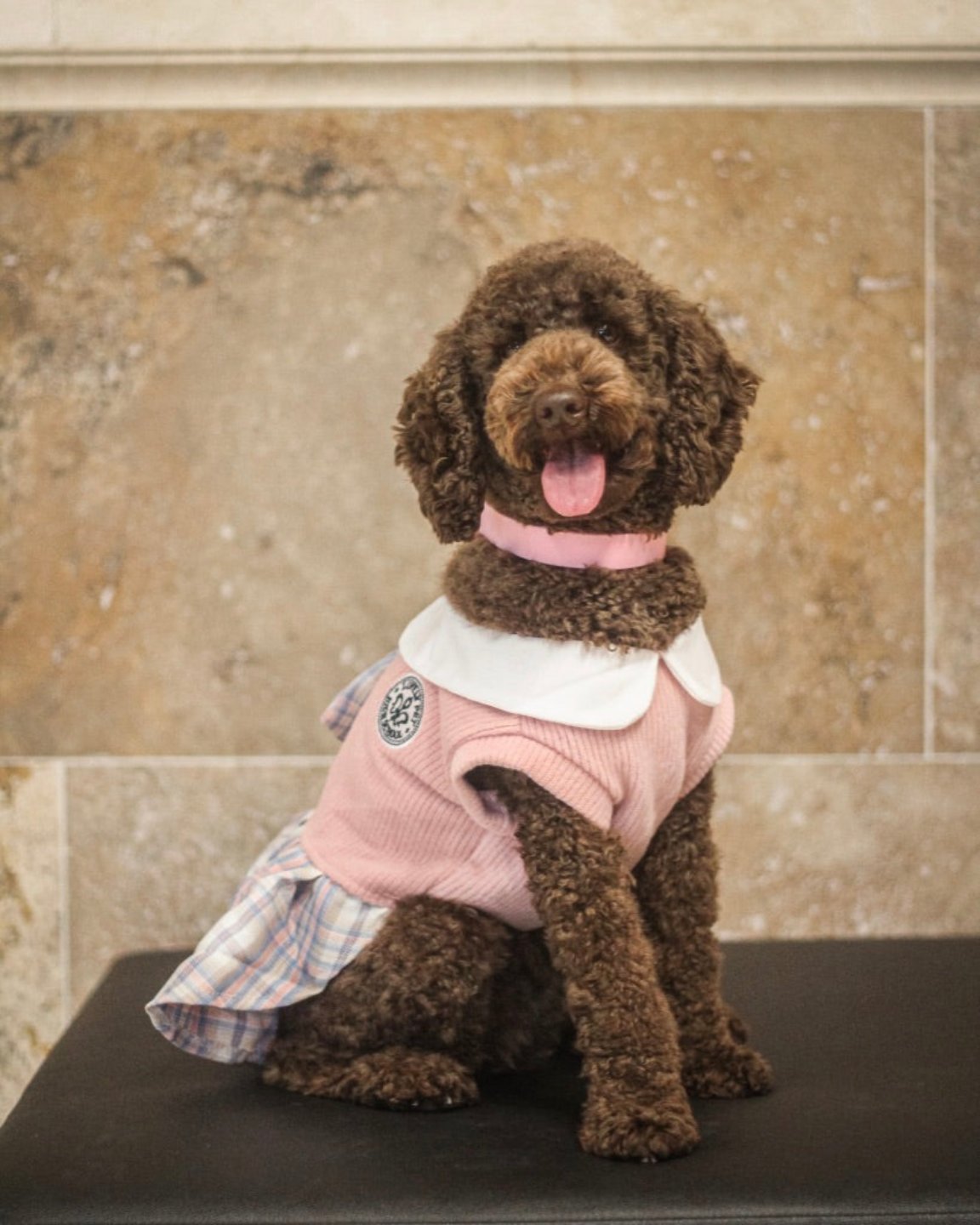 La robe pour chien écolière rose