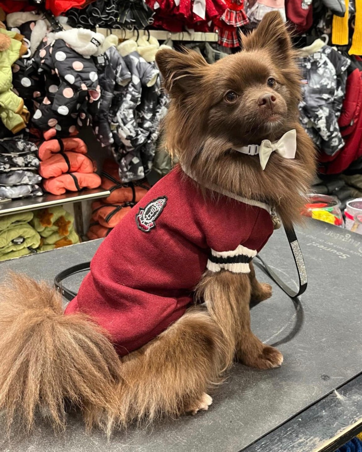 Le chandail pour chien écolier