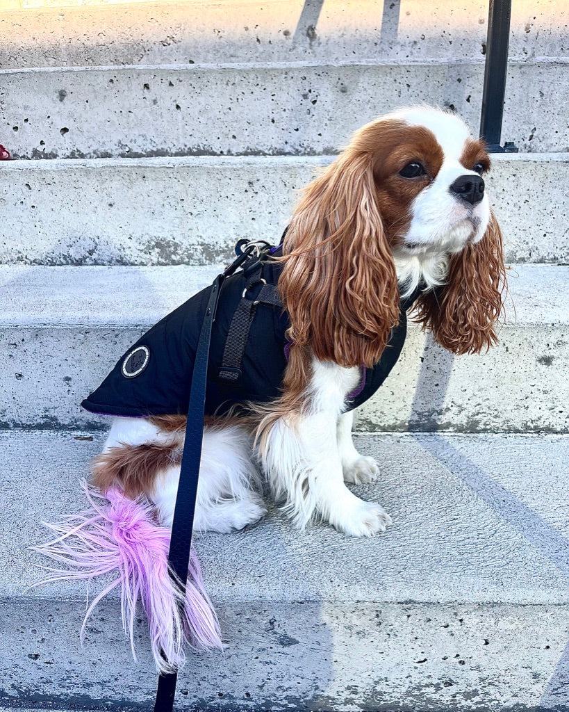 Le manteau pour chien mauve harnais