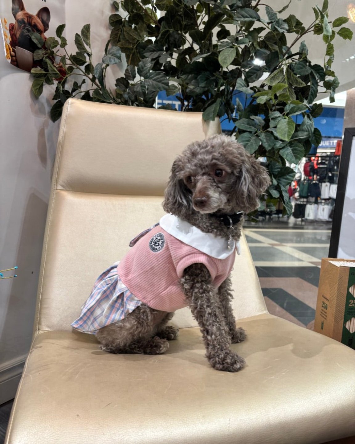 La robe pour chien écolière rose