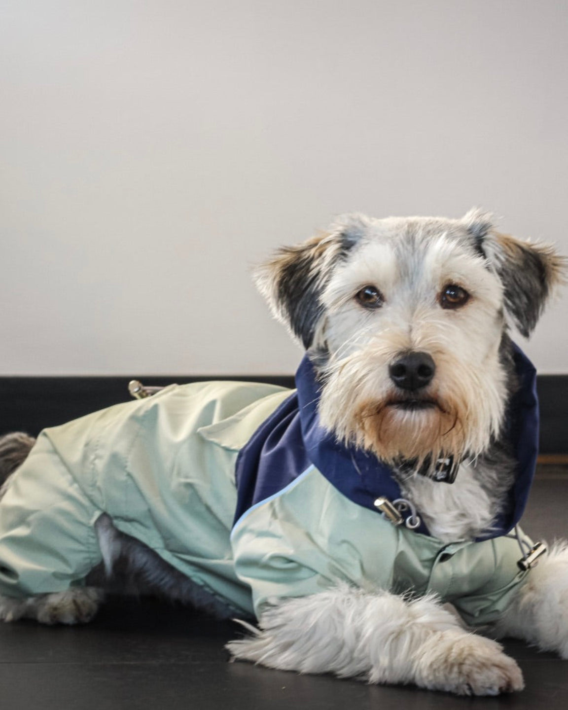 Matcha raincoat for dogs