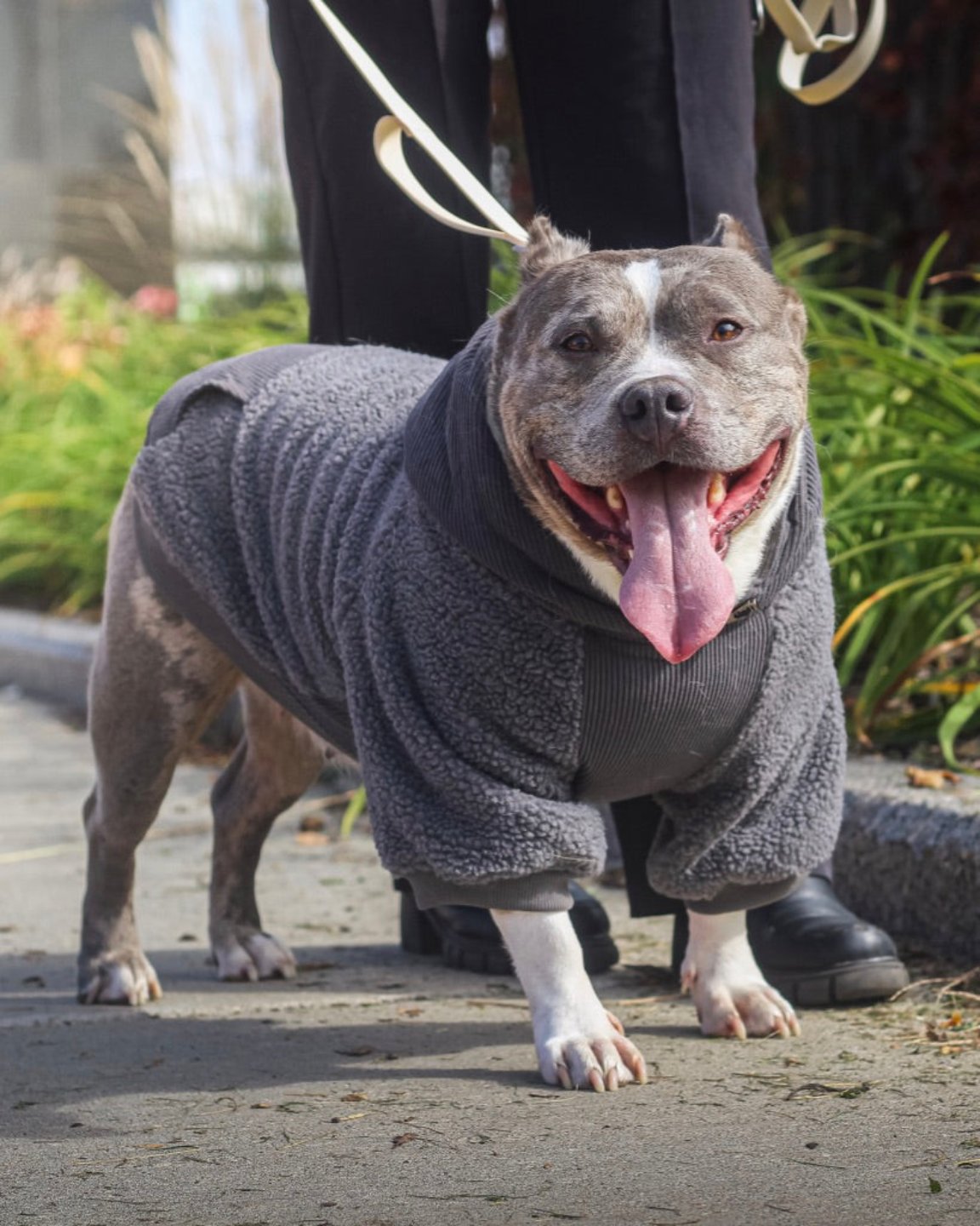 Le polar pour chien gris à capuche