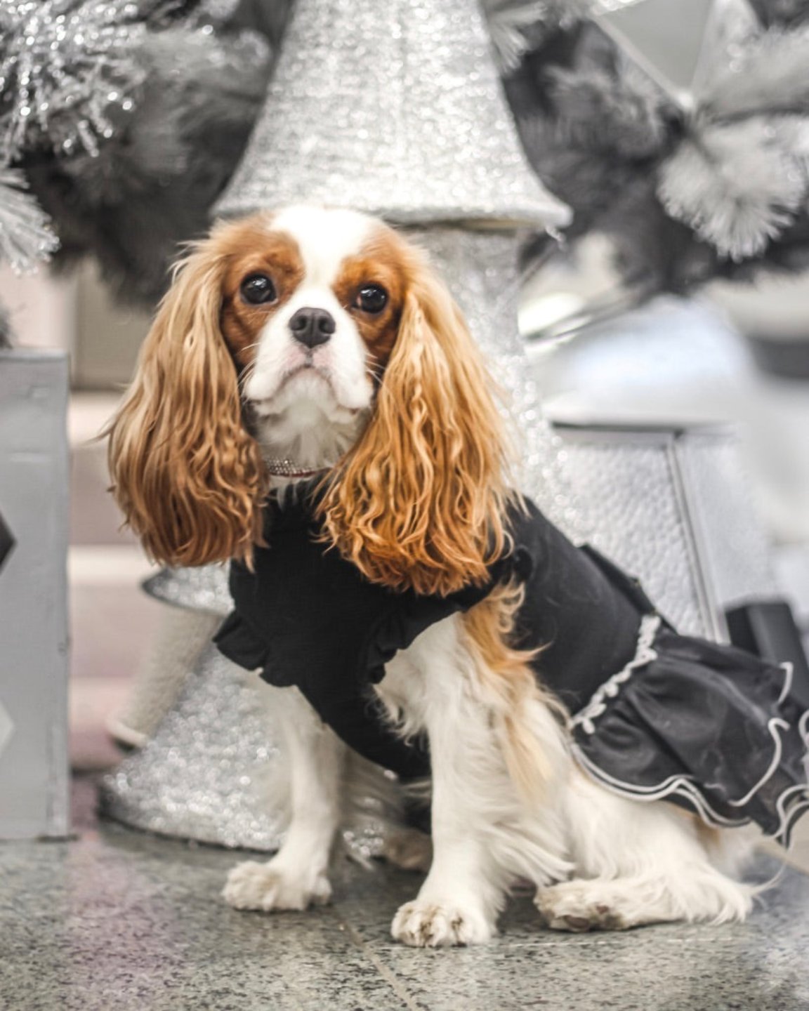 La robe pour chien de soirée noire