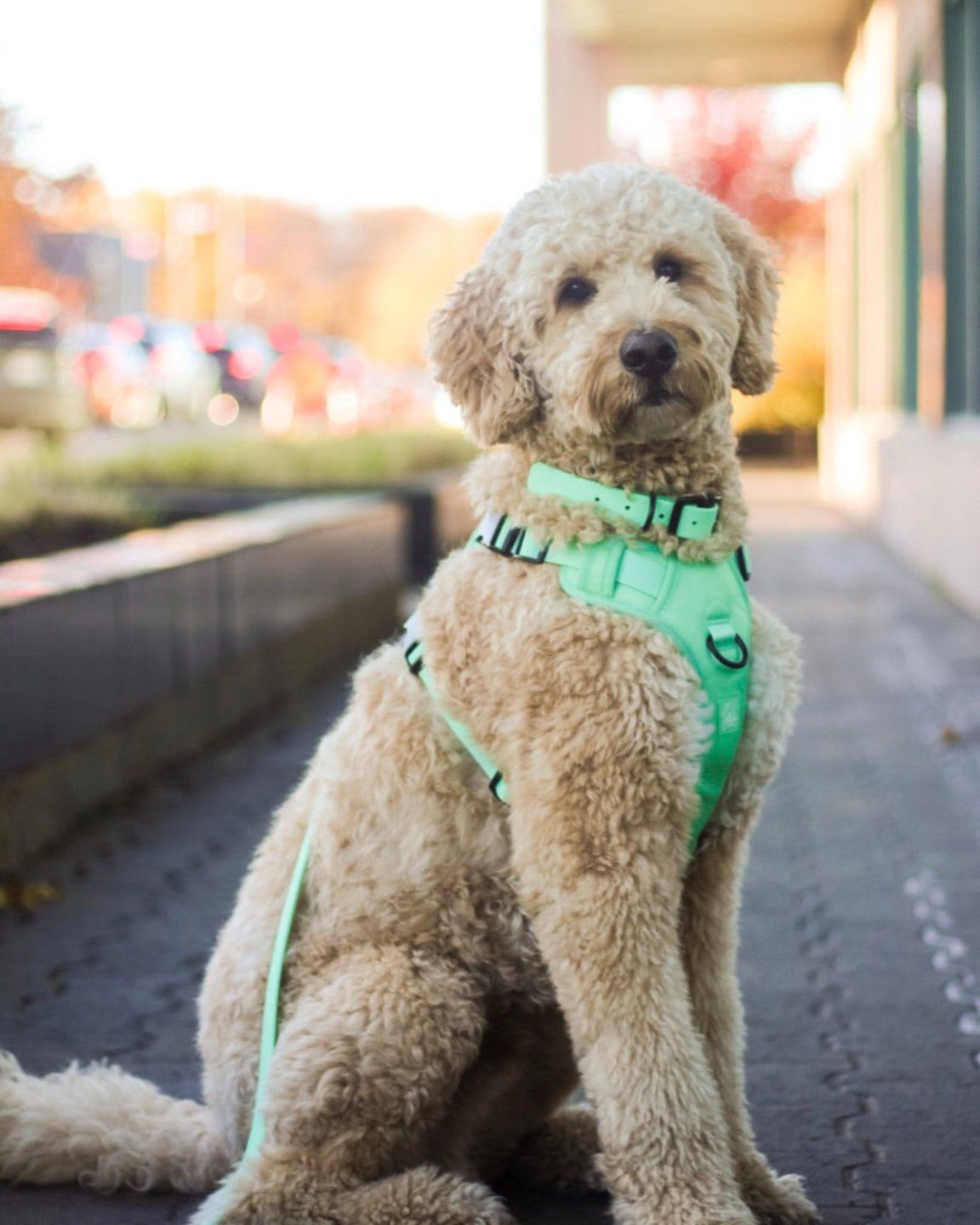 Le harnais Aiko pour chien néoprène Seafoam