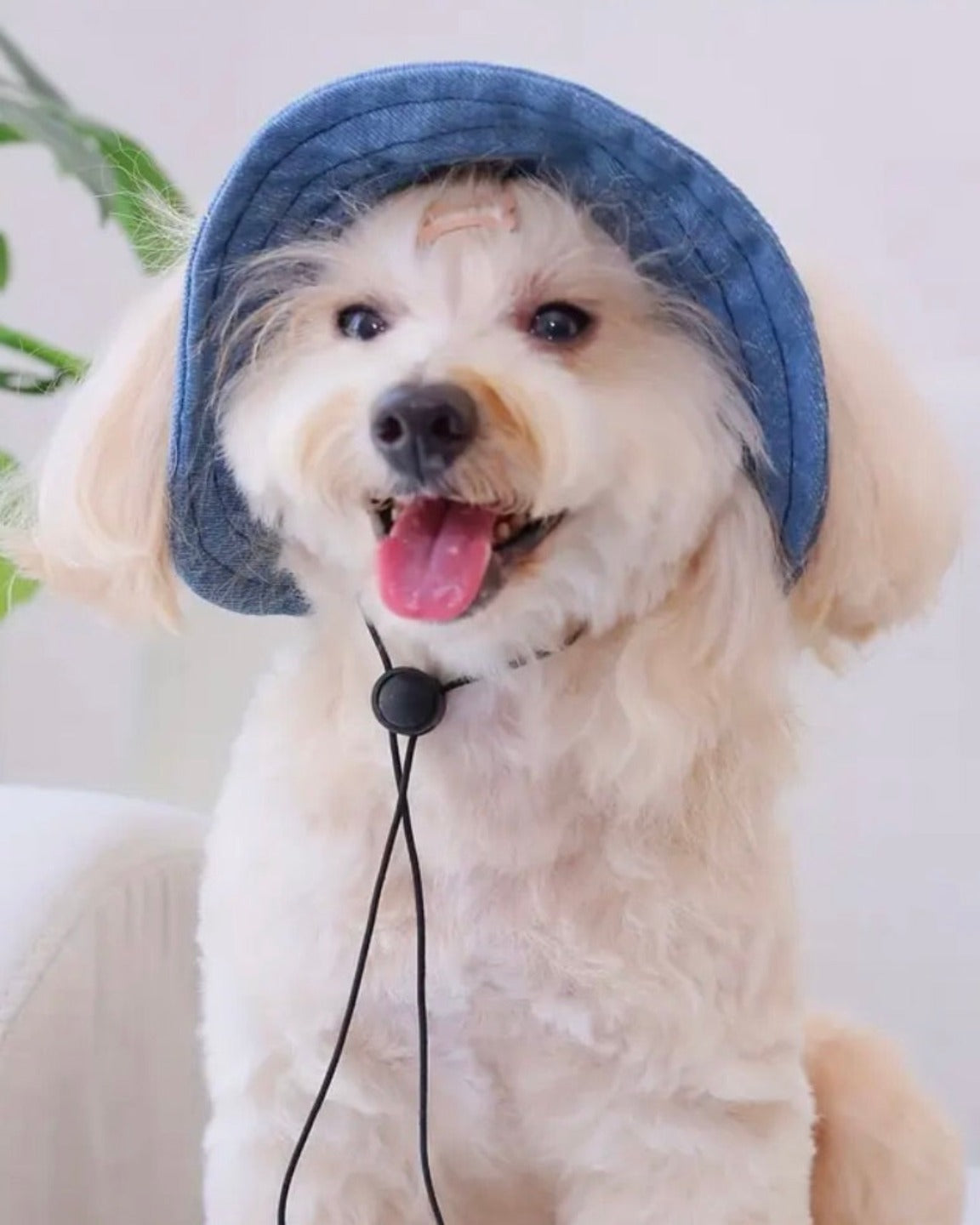 Le chapeau pour chien en denim