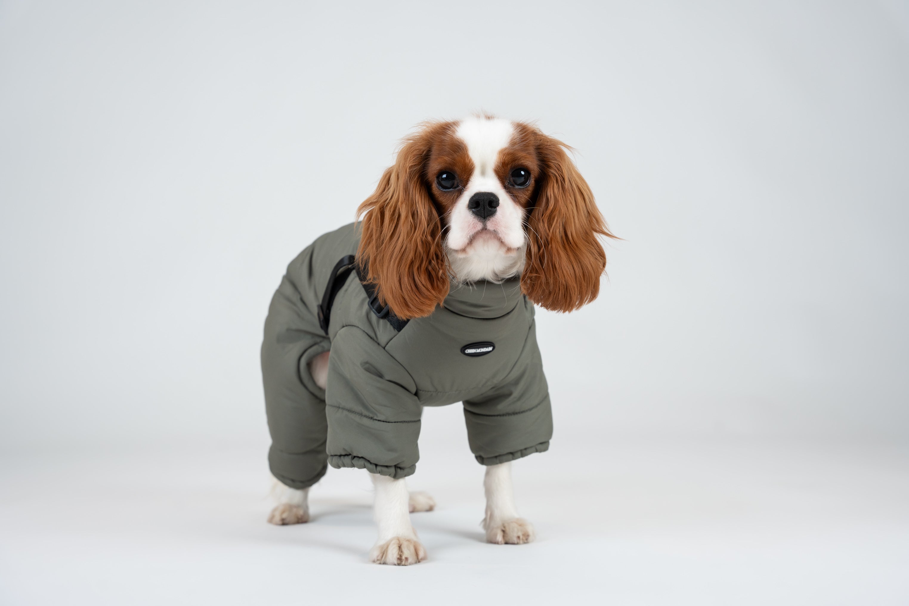 Le manteau mondain pour chien harnais
