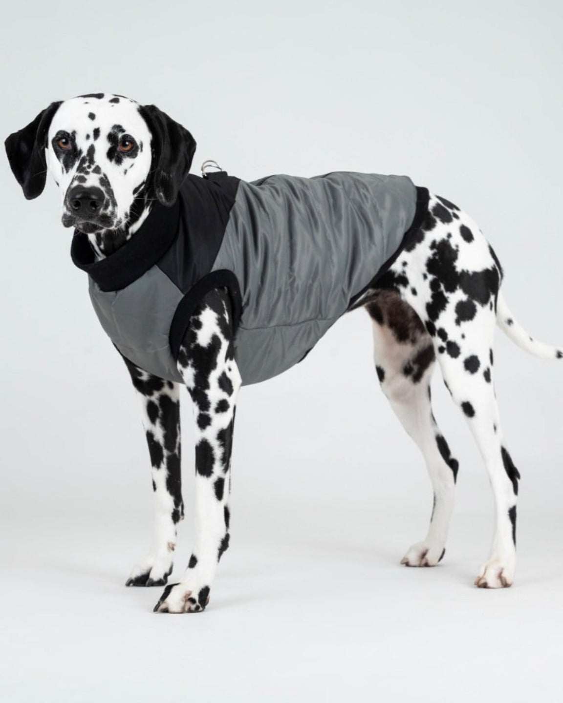 Le manteau mondain pour chien zip gris