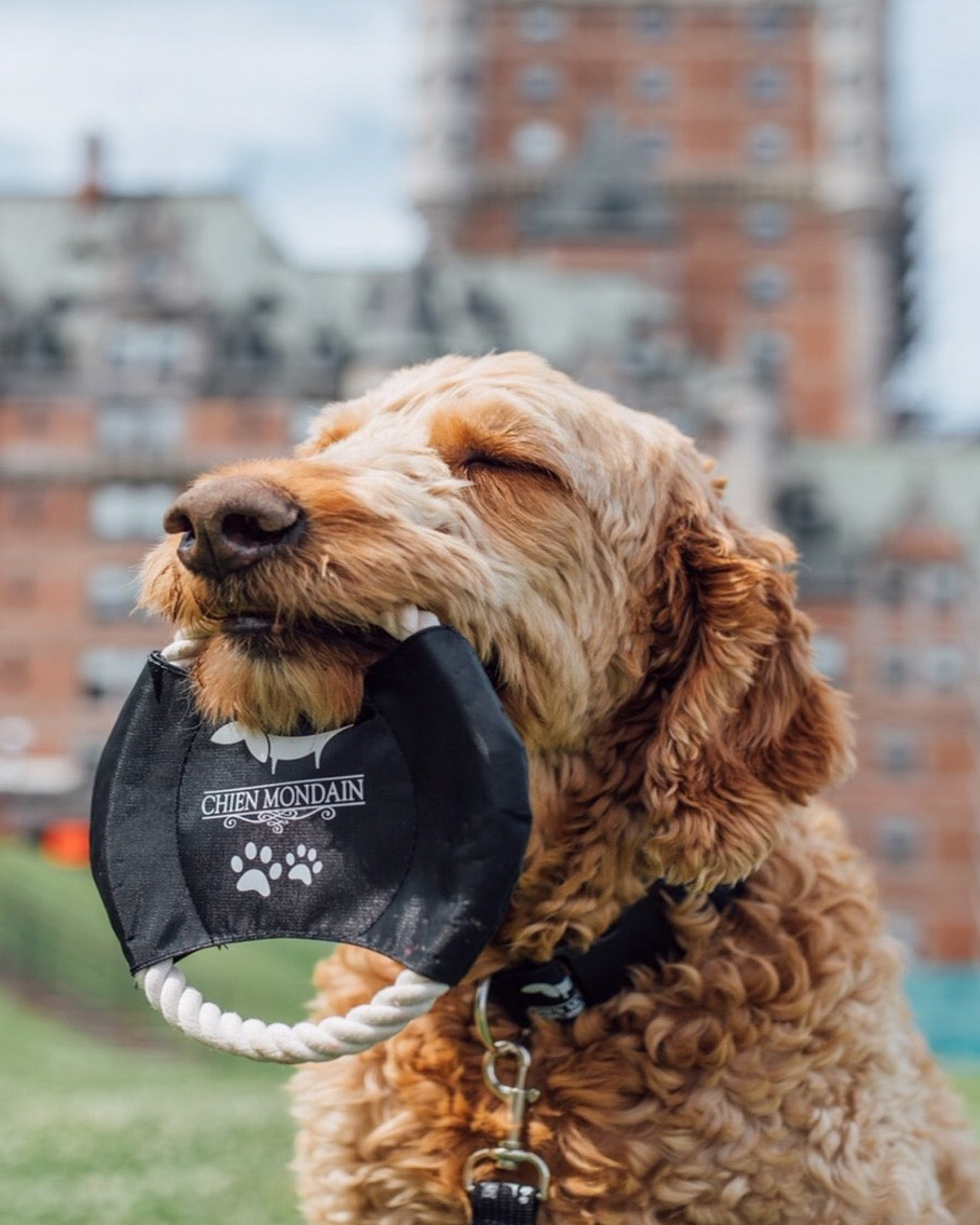 Frisbee corde de bateau pour chiens – Chien Mondain