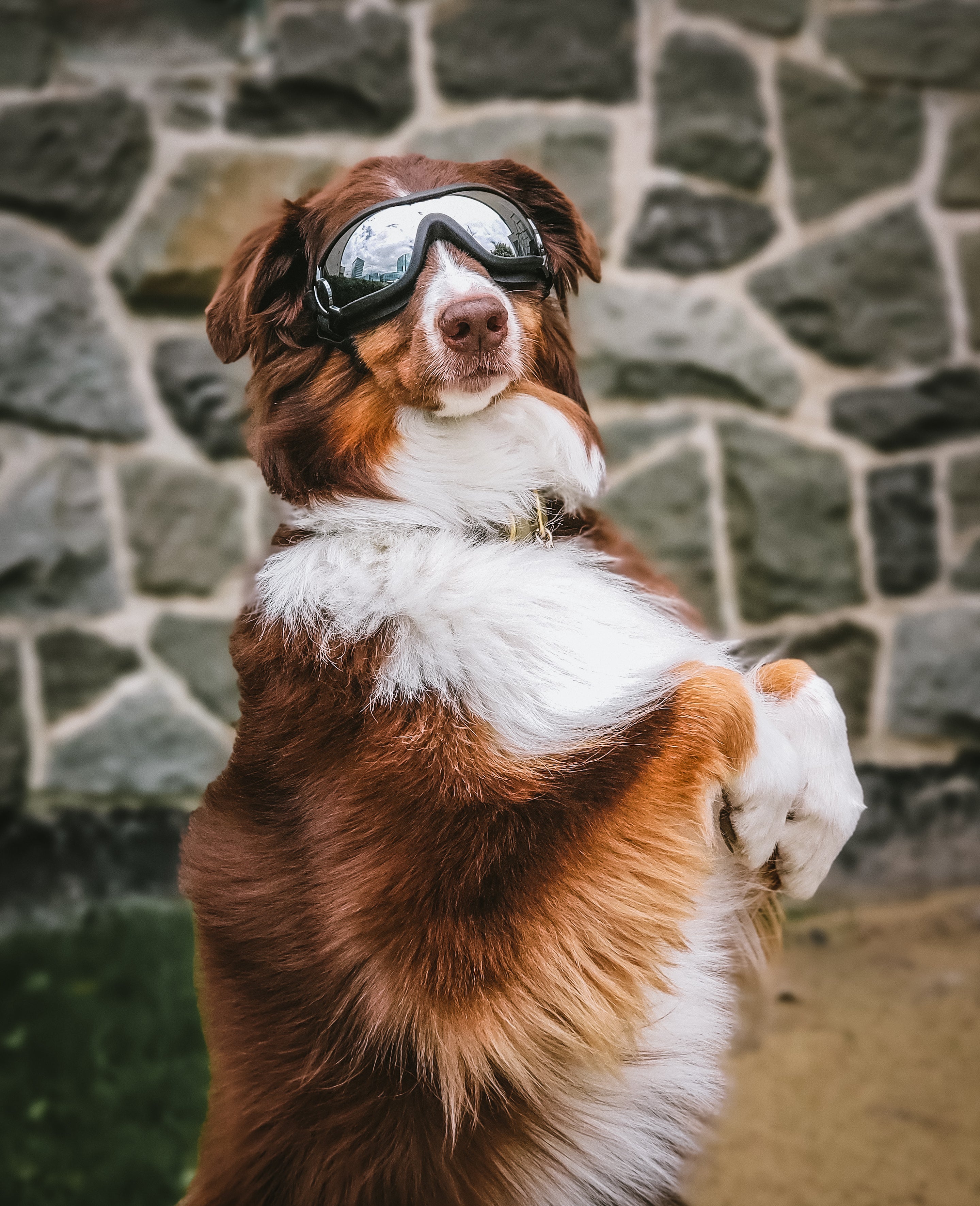 Les lunettes de protection UV pour chien