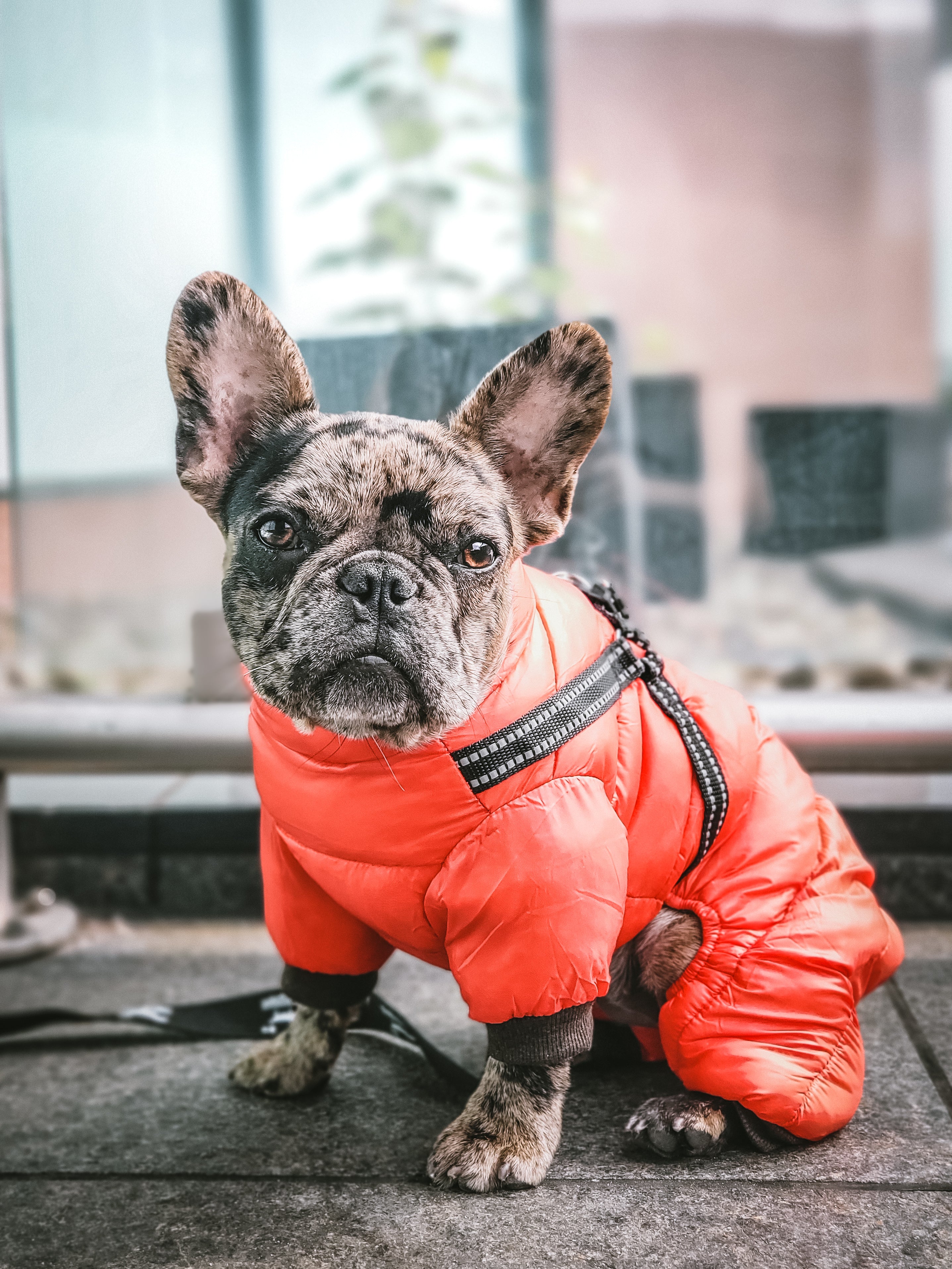 Le manteau pour chien 4 pattes avec harnais - Rouge