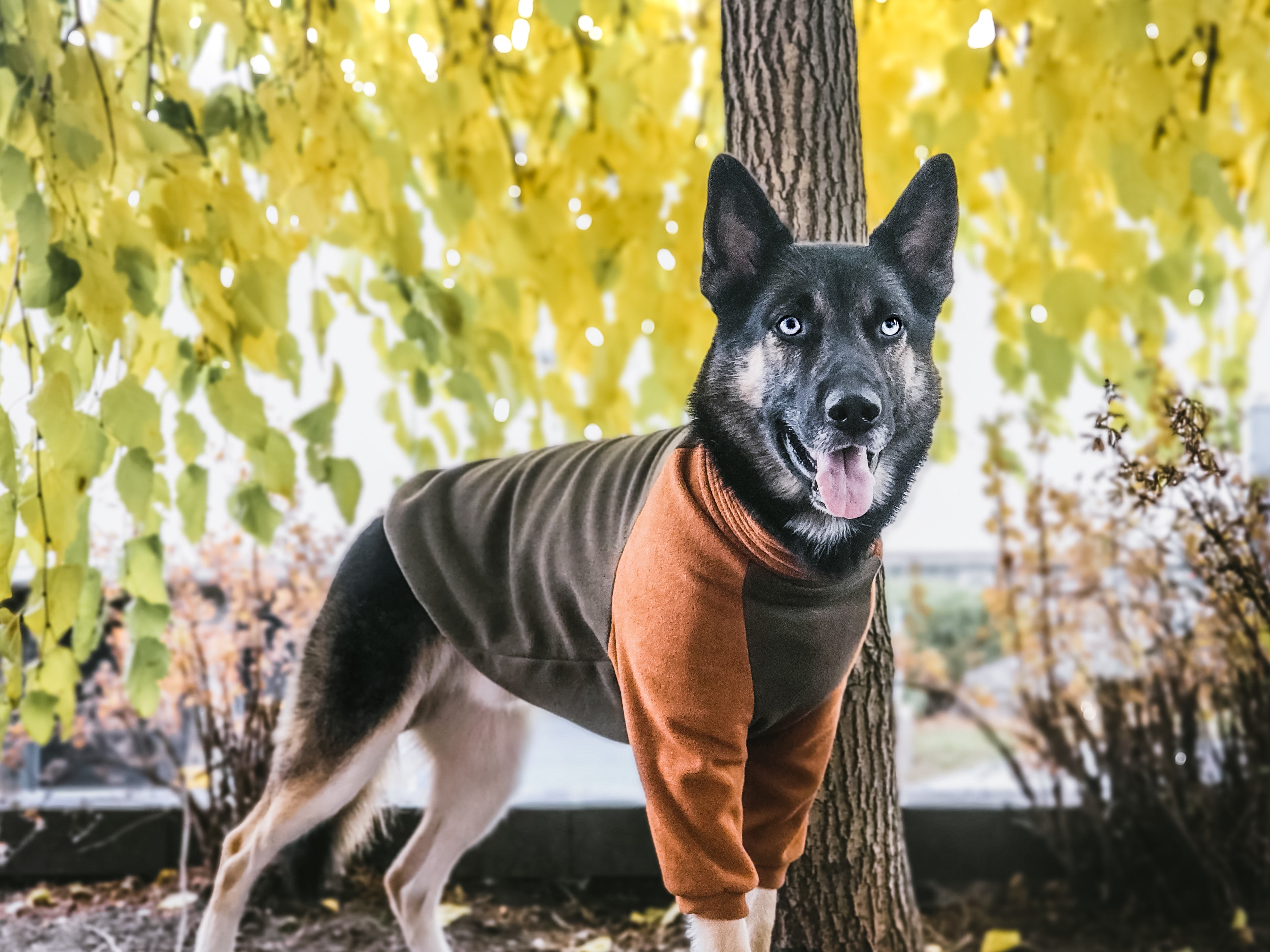 Olive green and brown polar fleece for dogs