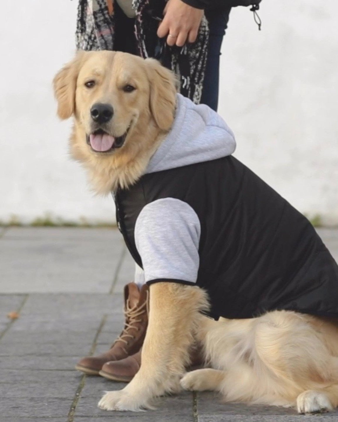 manteau chien sport