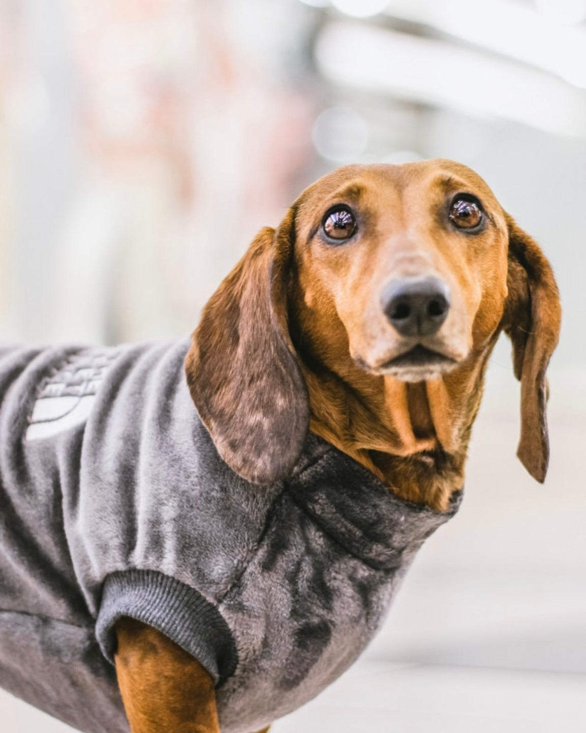 chandail-molleton-chien-gris-dogface