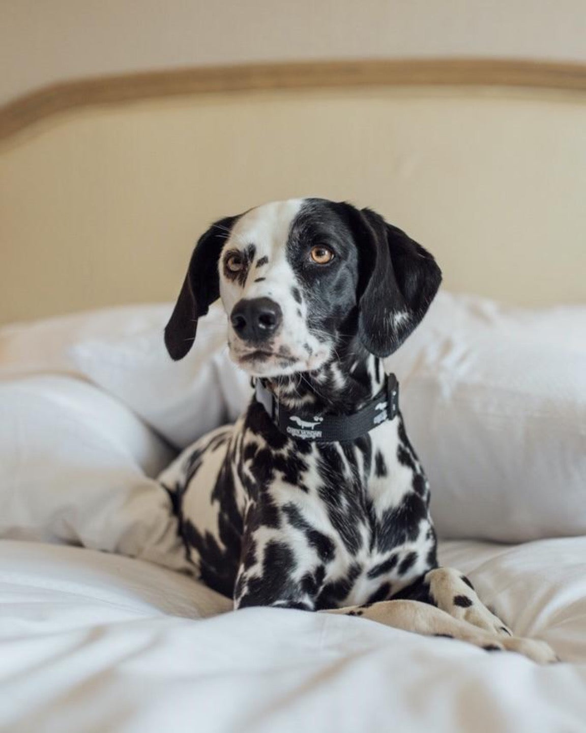 Le collier mondain pour chien en nylon