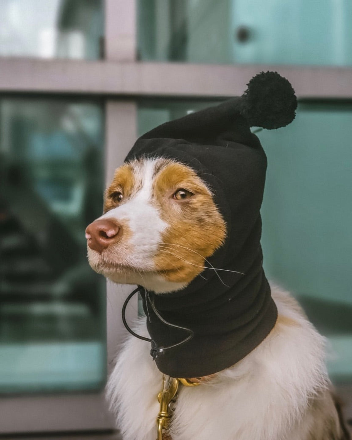 tuque-cache-cou-chien