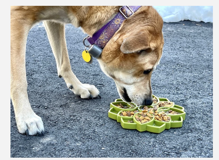 Le plateau d'enrichissement mandala pour chien