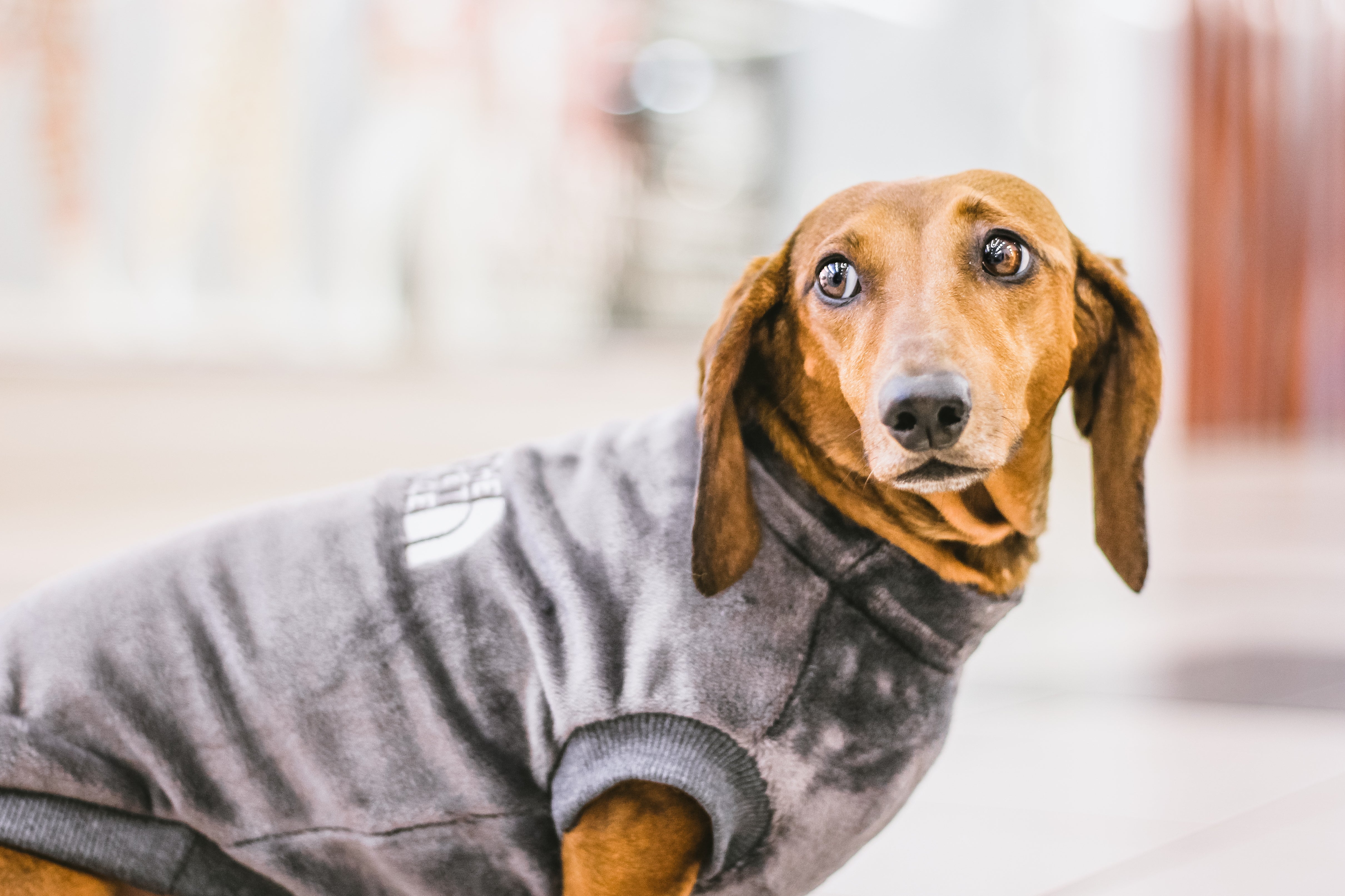 Le chandail pour chien sweat gris