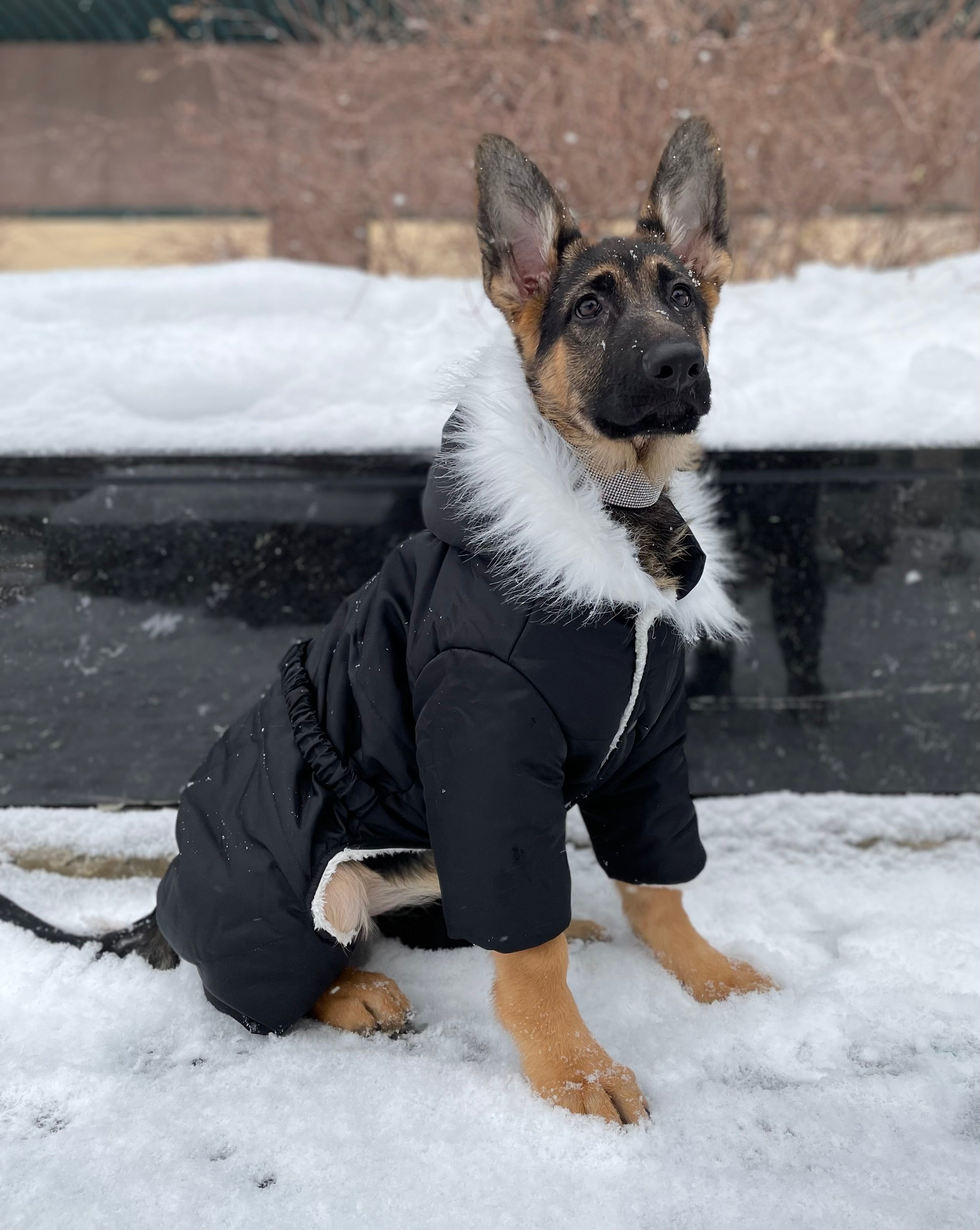 manteau pour grand chien hiver