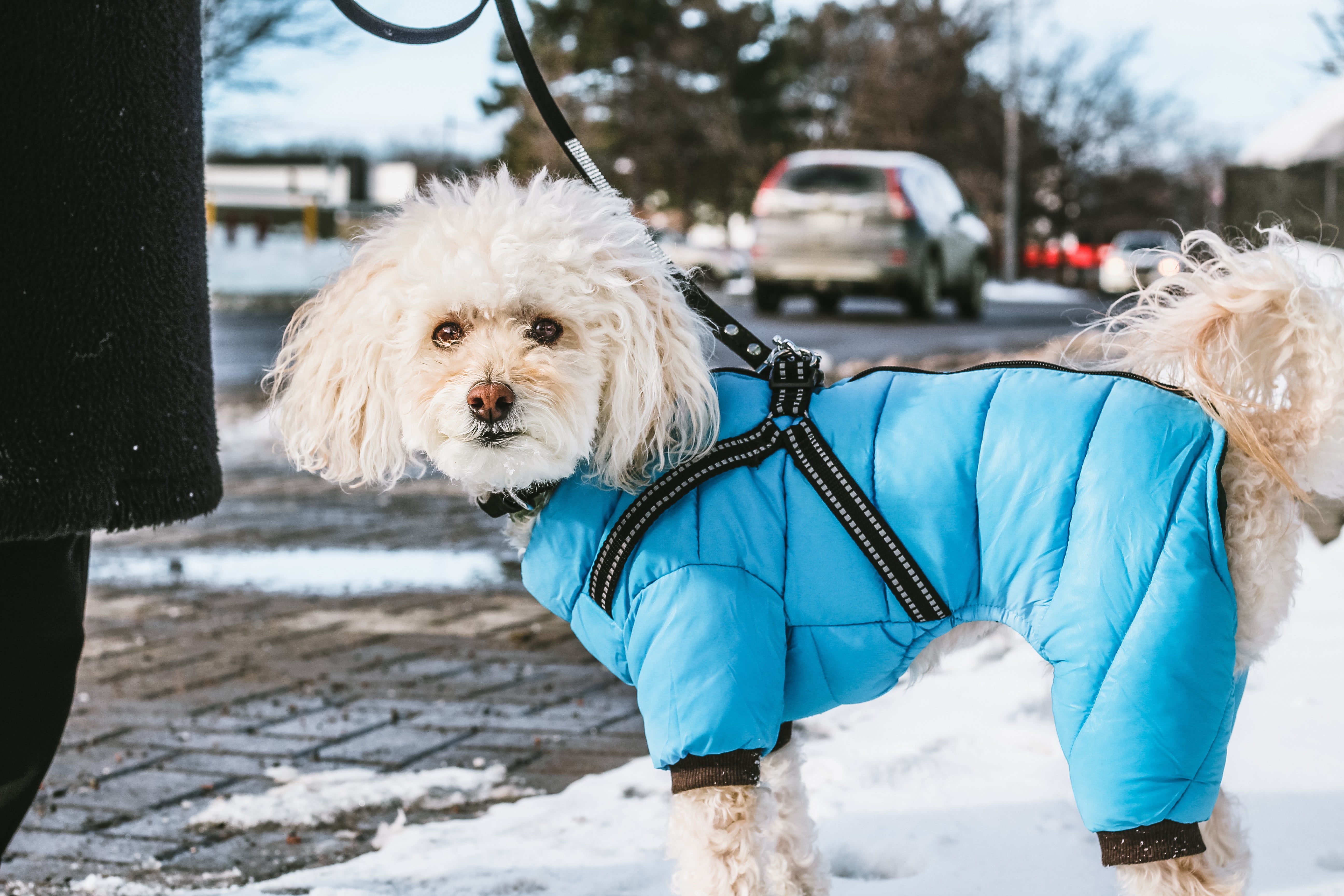Le manteau pour chien 4 pattes avec harnais - Bleu