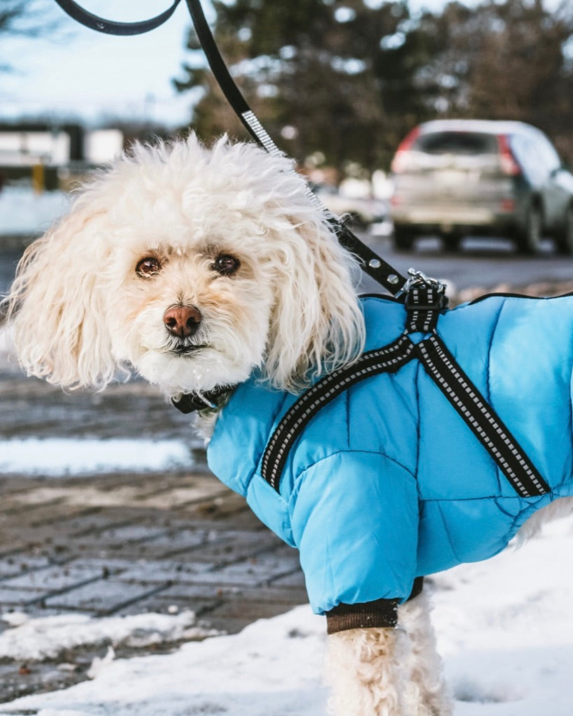 Le manteau pour chien 4 pattes avec harnais - Bleu