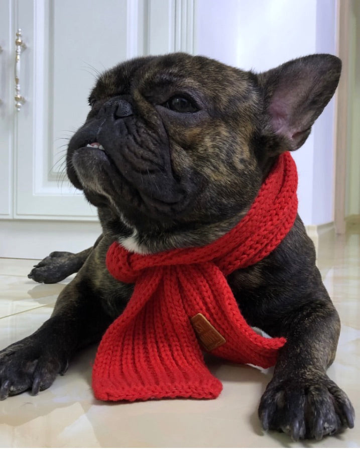 Le foulard chaud pour chien