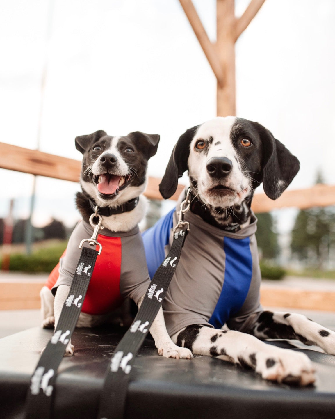 veste anti-UV -Chien mondain