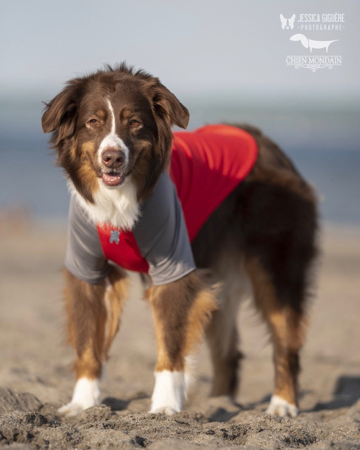 veste anti-UV -Chien mondain