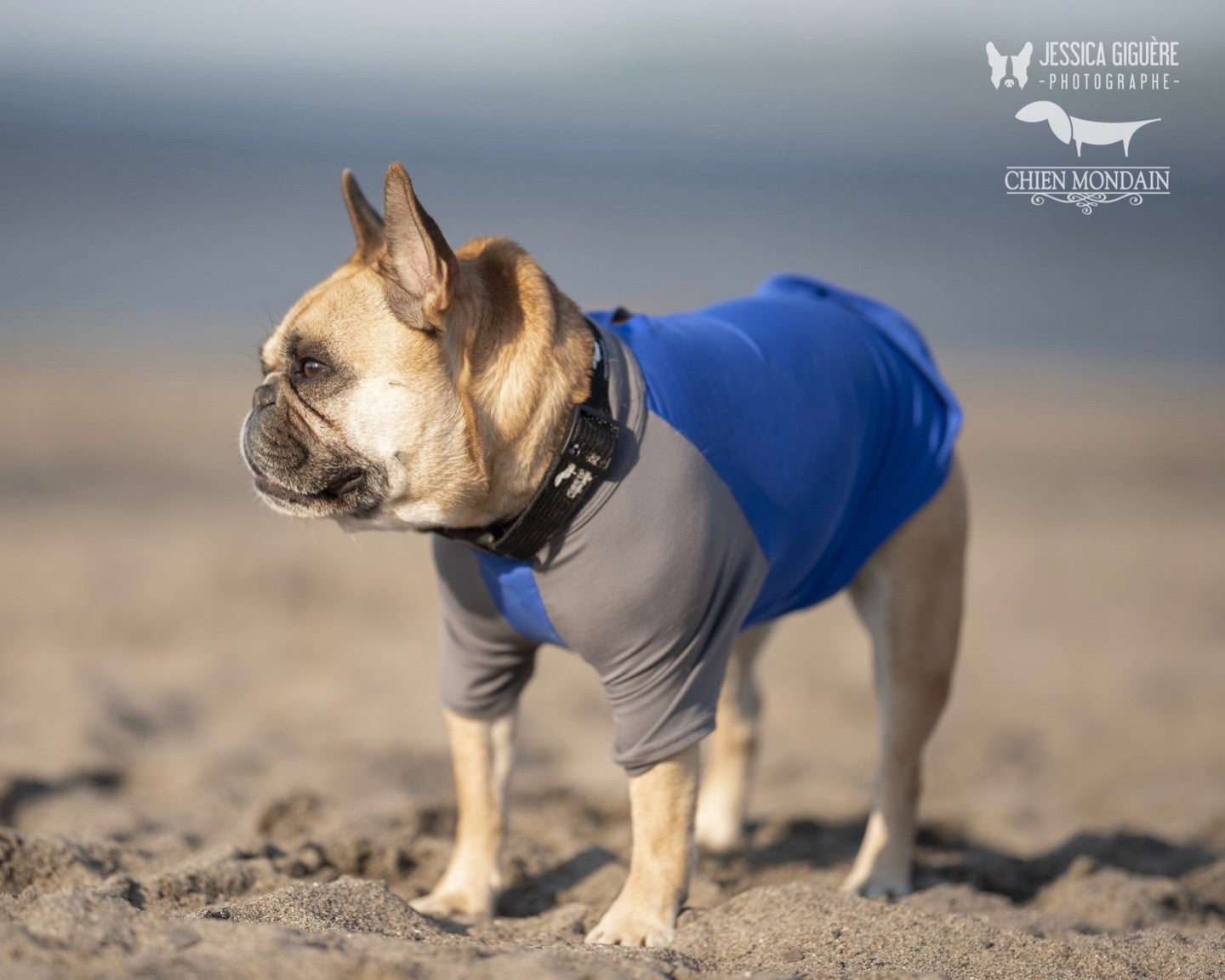 veste anti-UV -Chien mondain