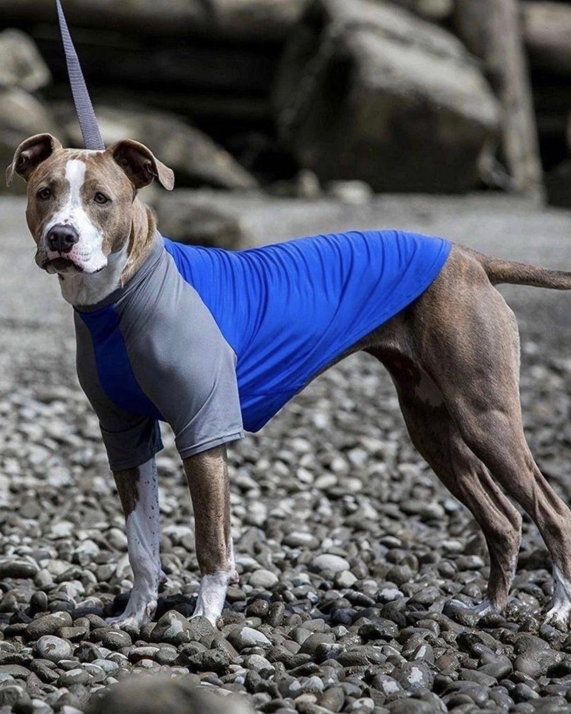 veste anti-UV -Chien mondain