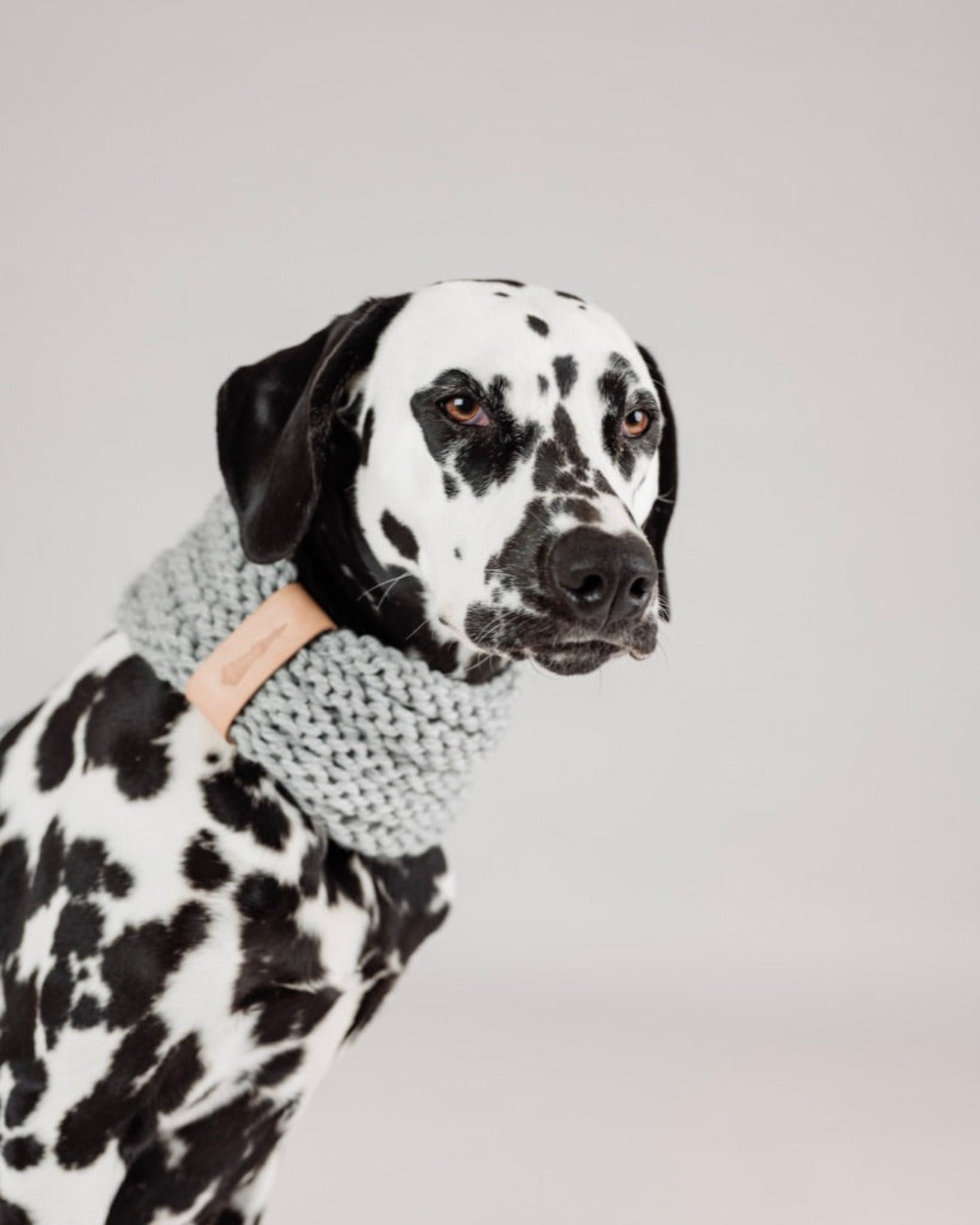 foulard-chien-tricot