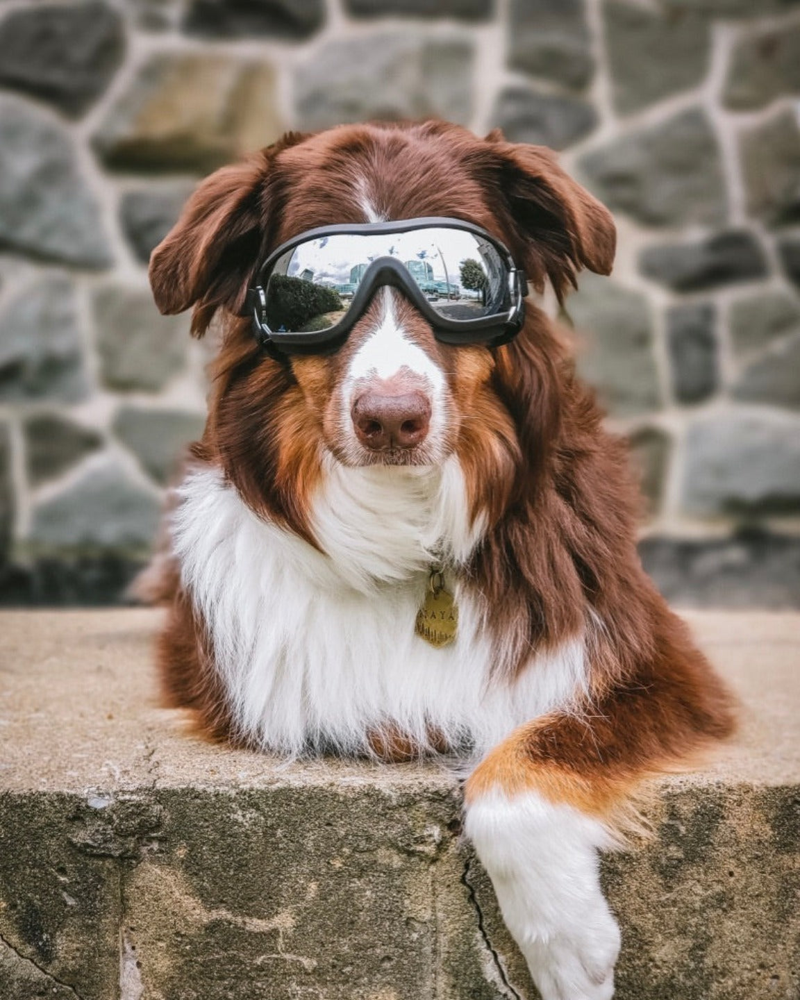 Les lunettes de protection UV pour chien